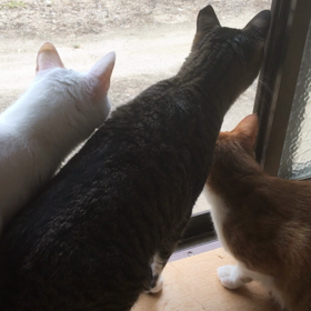 田舎だなぁ〜の画像