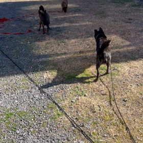 ３匹ワチャワチャ遊び～♪の画像