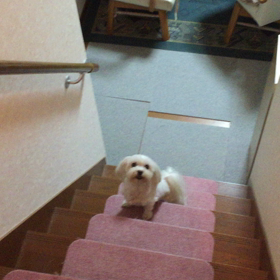 なぜ２階が好き？の画像