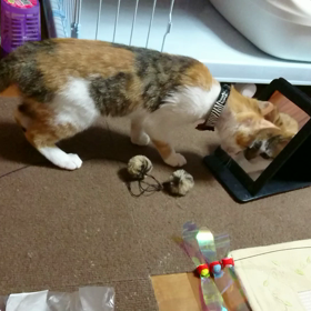 飼い猫への洗礼の画像