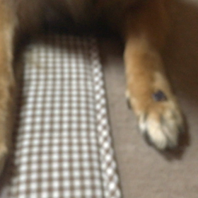 足乗せマテ    シェリ  【動画】の画像