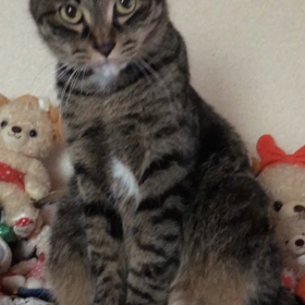 かめトメ⁉️の画像