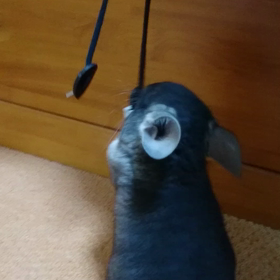 チンチラmofmofの画像