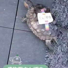 ピーマン元気そうですの画像