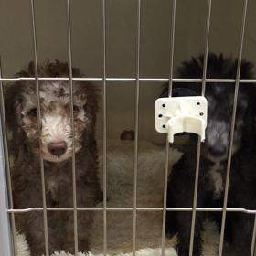 ▶︎ベドリントンのチビちゃん達初めまして！の画像