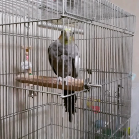 しゃべってる？！の画像