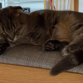 猫ちゃん　震えてるのは大丈夫？の画像