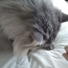 お盆突入の画像