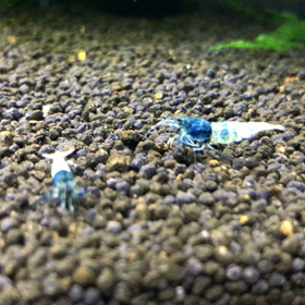 えびブログ復活です^ - ^の画像