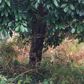 雪ん子って知ってますか？の画像