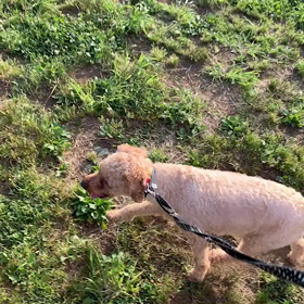 6月3日16わんこと1時間遠足  代々木公園の画像