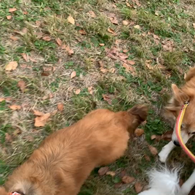 11月13日9わんこと1時間30分遠足　　代々木公園の画像