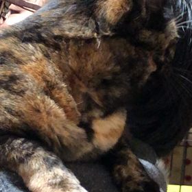 おしゃべりの画像