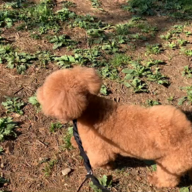 5月17日15わんこと1時間遠足  代々木公園の画像