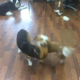 リリーちゃん&チョッパーくんの画像