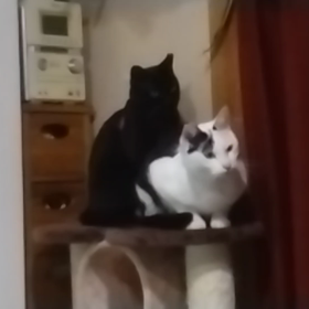 今日のニャンコ　奇跡の画像