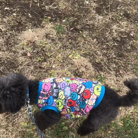 ♪お散歩動画♪代々木公園♪の画像