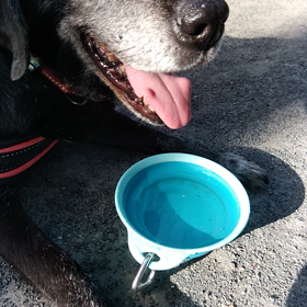 はぁはぁ言うてますの画像