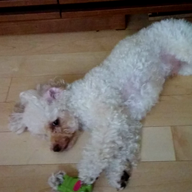 落ちそうな、トイプーの画像