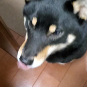 喋る犬がいますよ！！の画像