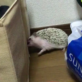 怪獣なロル ϵ( 'Θ' )϶の画像