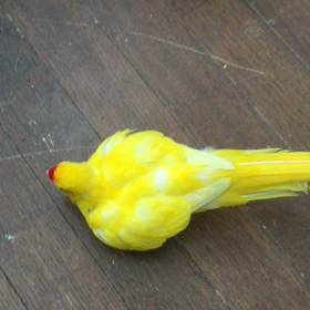 ニンニンズ疑惑の画像