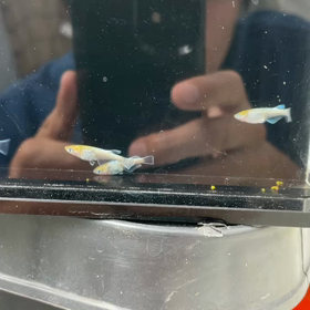 王鱗種親の種親^ ^の画像