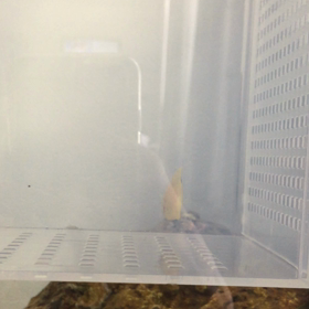 久し振りの新メンバーの画像