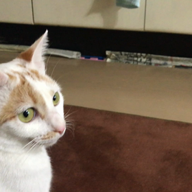 2018.01.17：テンちゃん？エリザベス？の画像