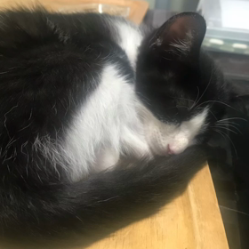 今日のテンの画像