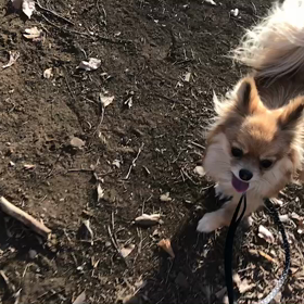 ♪お散歩動画♪代々木公園♪の画像