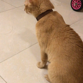 やさしくない猫の画像