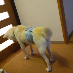 今日のシロくん 2の画像