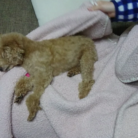 【眠くて動けません】の画像