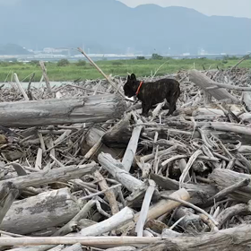 アクロバットな散歩の画像
