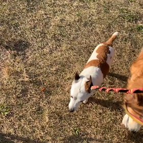 11月20日8わんこと1時間30分遠足　　代々木公園の画像