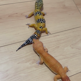 春が来た♂♀の画像