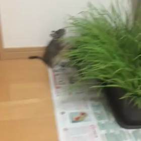 こりゃ～なかなか  うましの画像