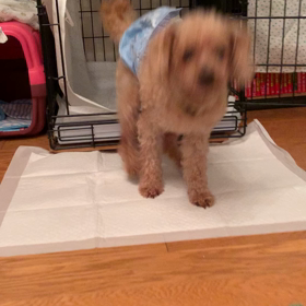 ミルン君の特技⁈の画像