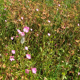 おはようの画像