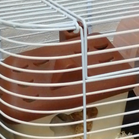 ハムスターの画像