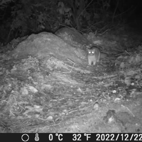 すぎぴたんの事件簿シーズン3　133話（イタチ！イタチ！ネズミ！）の画像