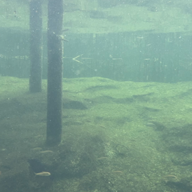 琵琶湖に生息する生き物たちの画像