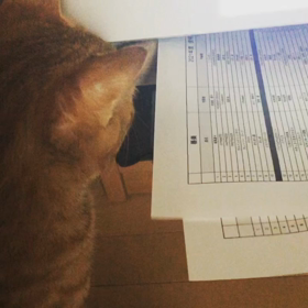 うちの猫❣️凄いの画像