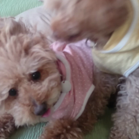 どうしたことか？の画像