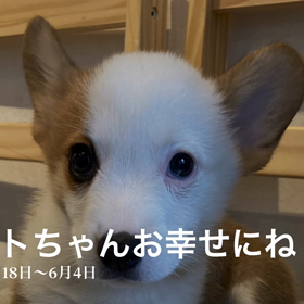 ポテトちゃん里親決定おめでとう^ ^の画像