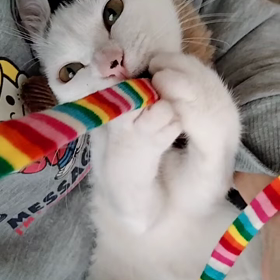 こんなに馴れましたの画像