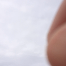 鳥がたく  さん鳴いています。の画像