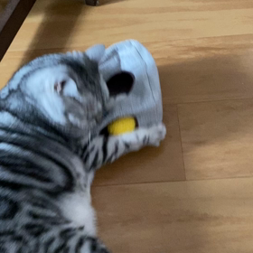 ボールコロコロの画像