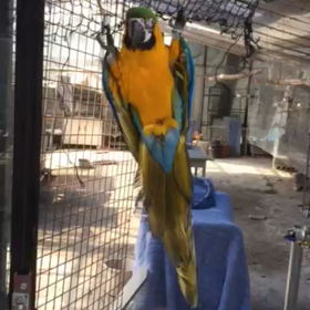 けんすいしてるの画像